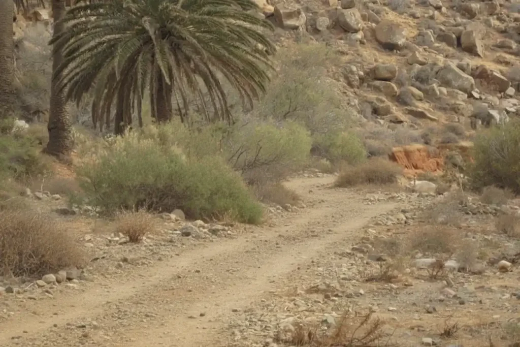 Camino de tierra rodeado de rocas, una palmera datilera a la izquierda y vegetación desértica dispersa en un paisaje árido montañoso