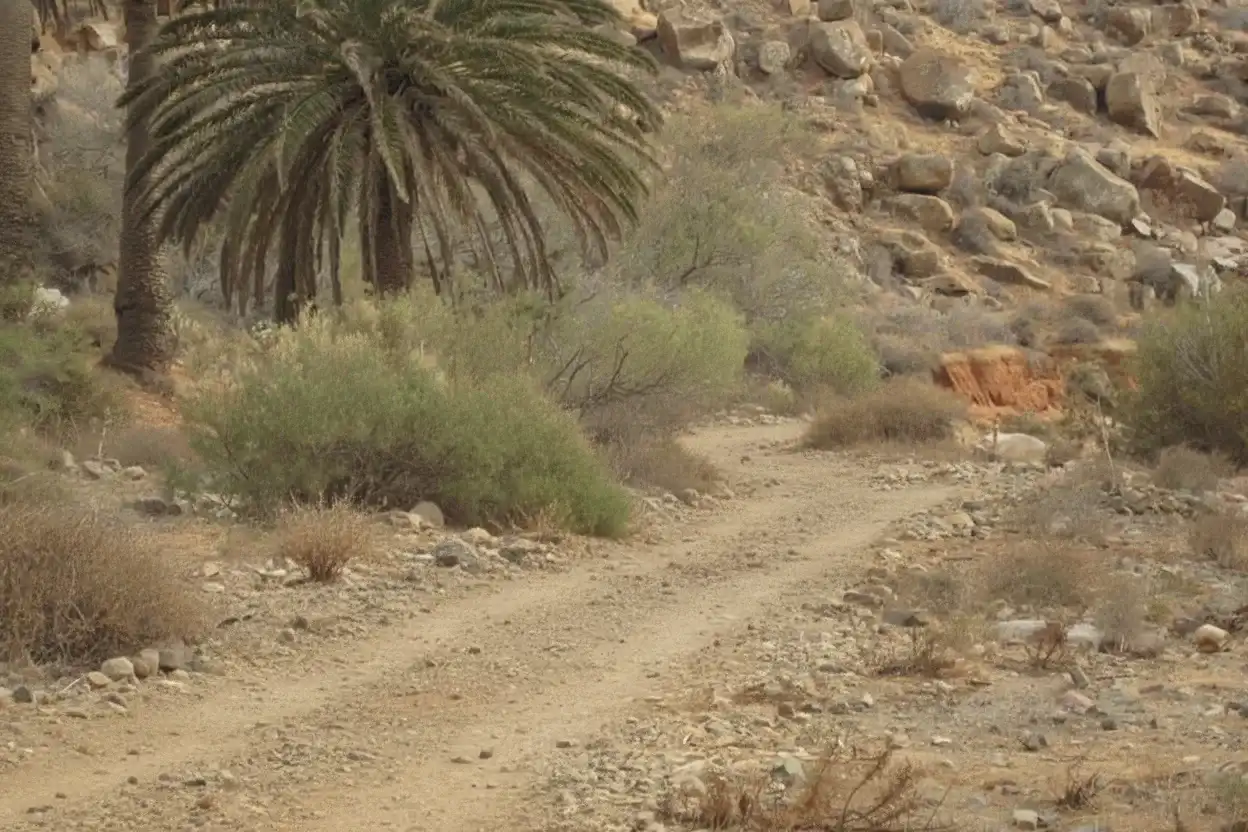 Camino de tierra rodeado de rocas, una palmera datilera a la izquierda y vegetación desértica dispersa en un paisaje árido montañoso