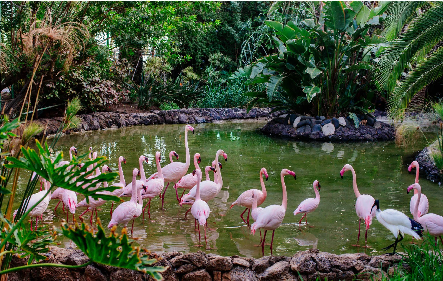 Flamencos en uno de los lagos del jardín botánico de Oasis Wildlife Fuerteventura, el mayor centro de conservación de fauna y flora de Canarias.