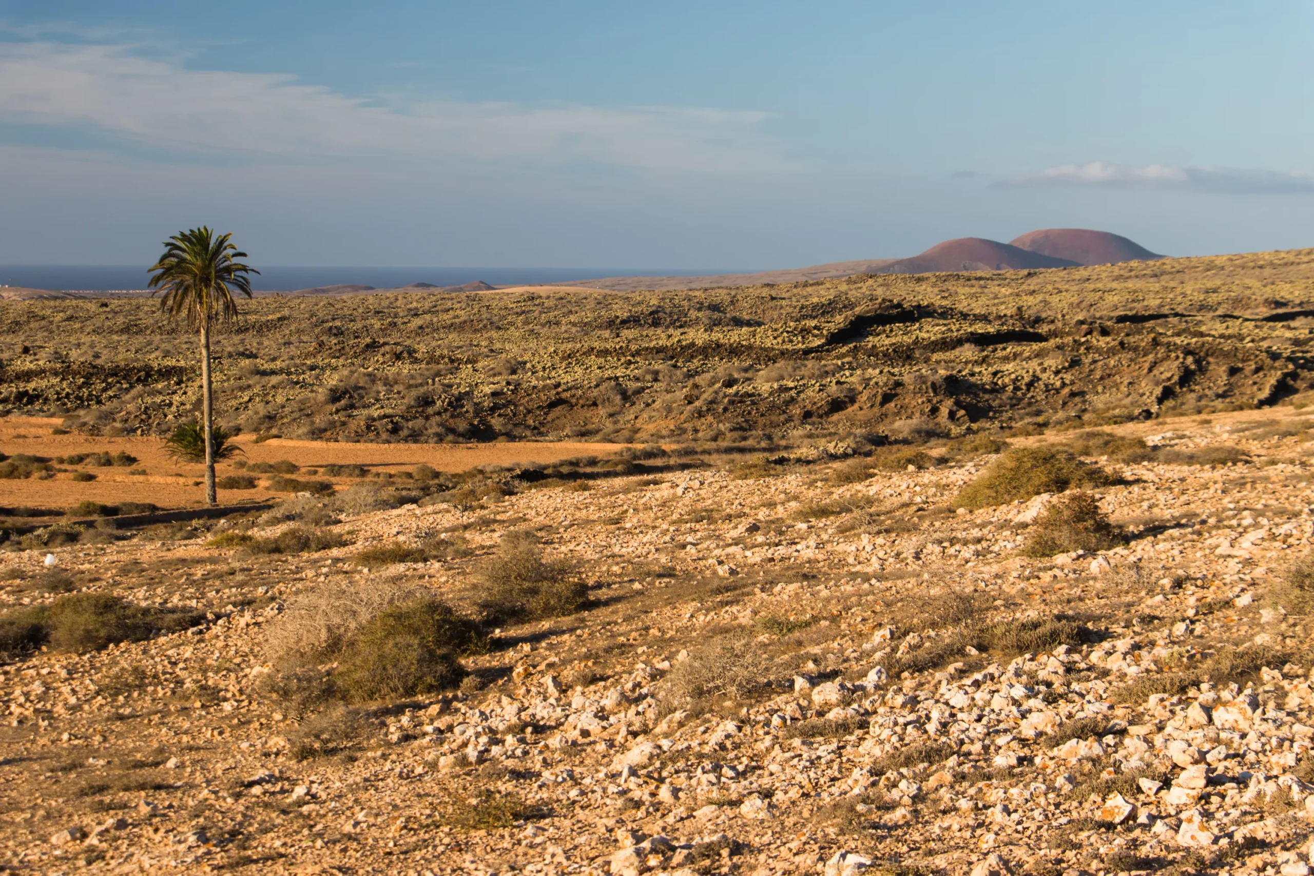 Vista panorámica del campo de lavas oscuras del Malpaís de la Arena con una palmera solitaria y conos volcánicos al fondo en Fuerteventura.