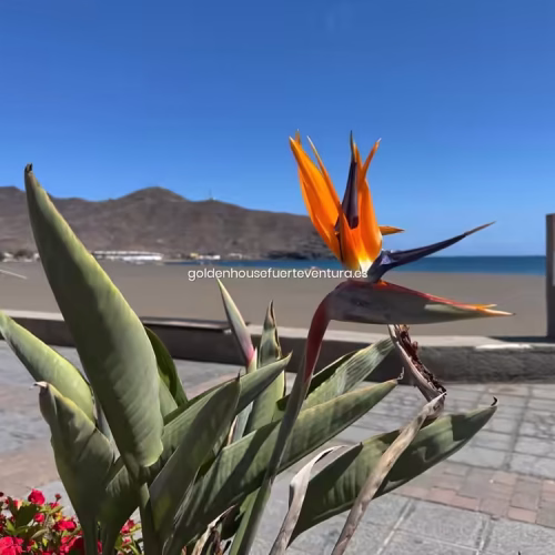 Flor Strelitzia reginae en primer plano con la playa de fondo.