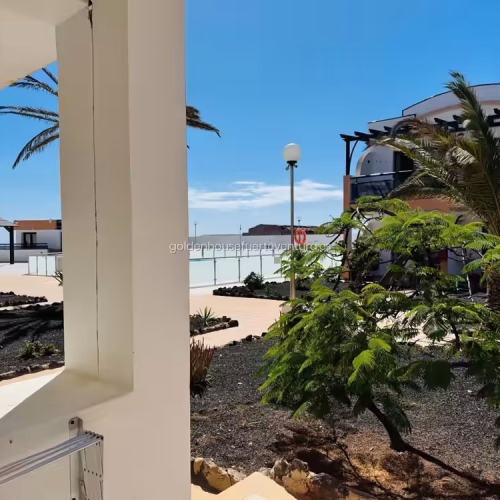 Palmeras y vegetación canaria en los jardines del complejo con la piscina al fondo.